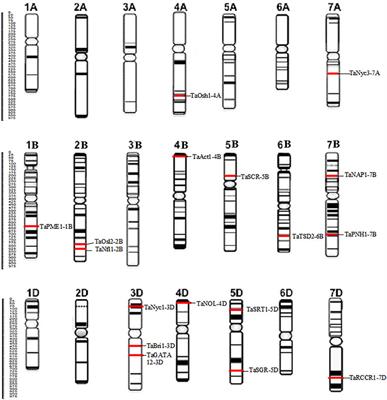 Structural and functional insights into the candidate genes associated with different developmental stages of flag leaf in bread wheat (Triticum aestivum L.)